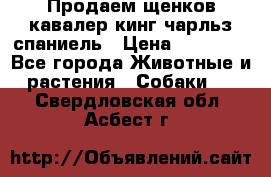 Продаем щенков кавалер кинг чарльз спаниель › Цена ­ 60 000 - Все города Животные и растения » Собаки   . Свердловская обл.,Асбест г.